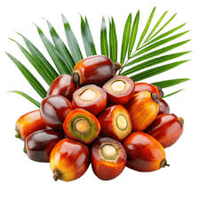 Palmier en huile