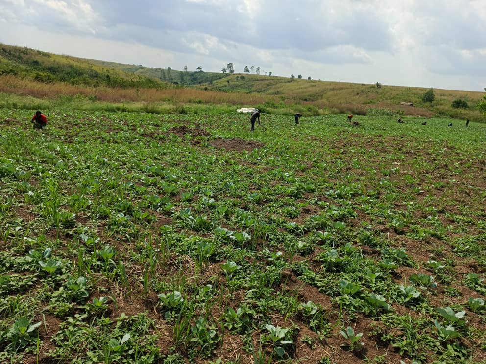 Agriculture à Nkara