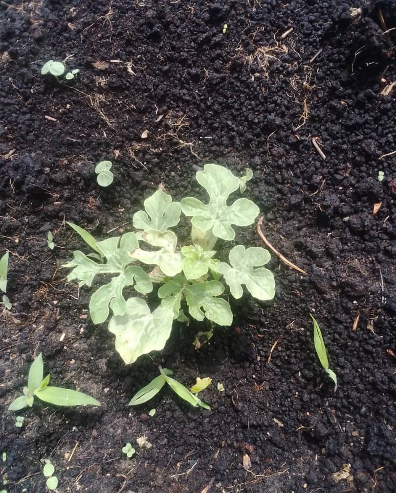 Coopératives de Kinshasa