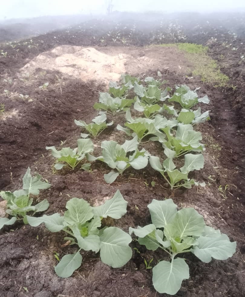 Production maraîchère